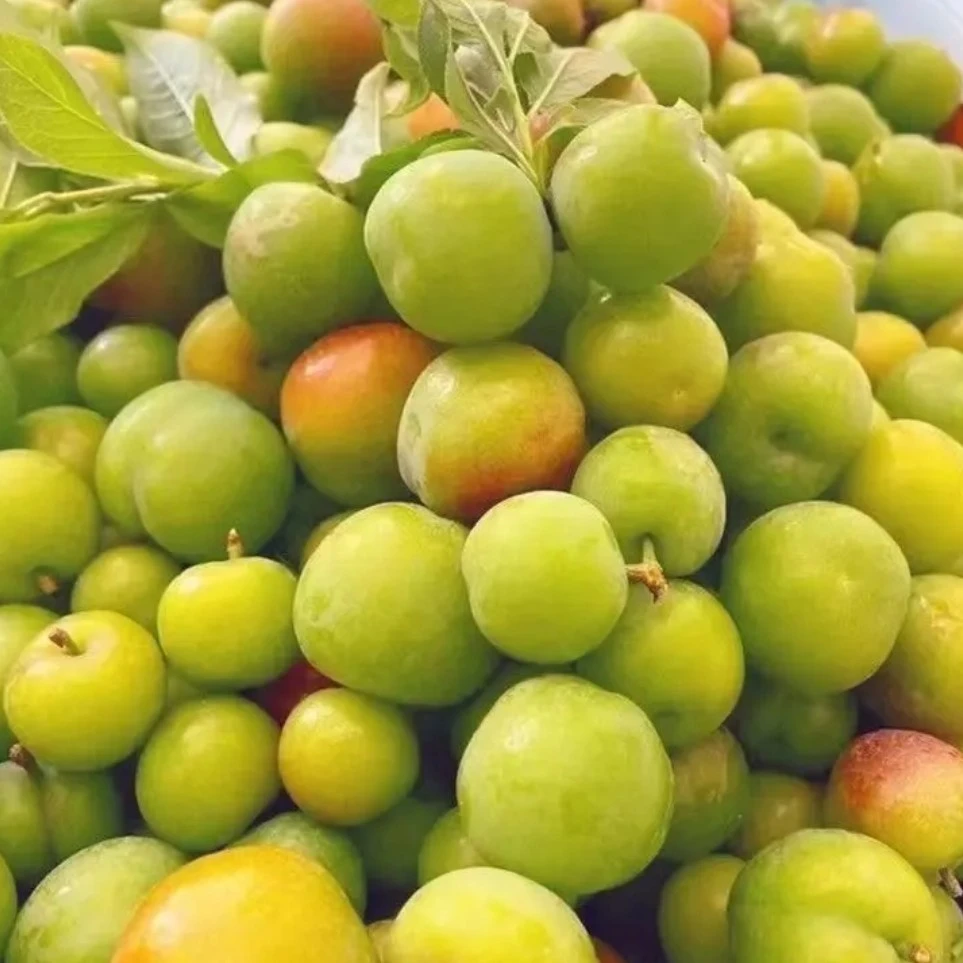 新鲜麦李儿李子湖南澧县