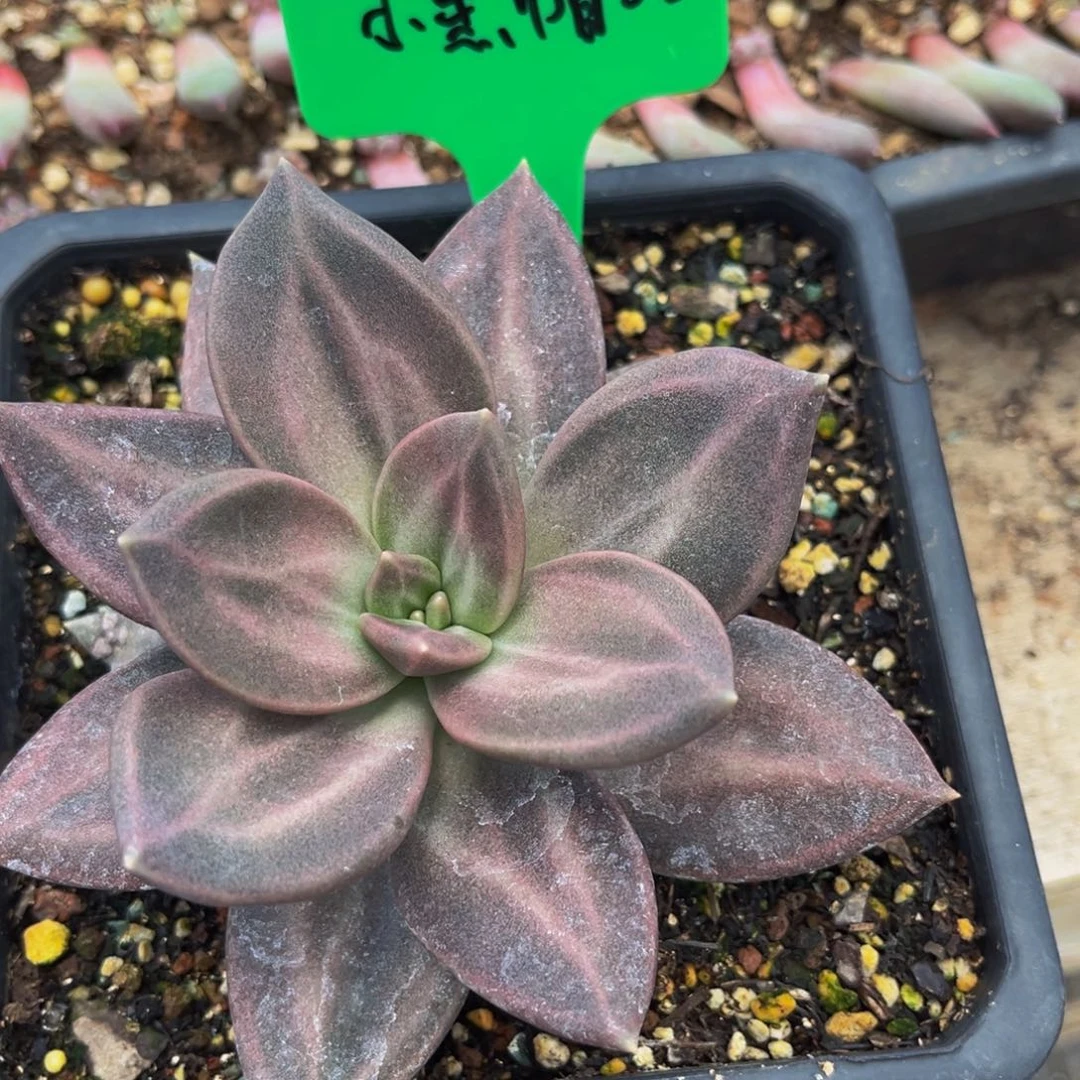 一物一拍多肉植物