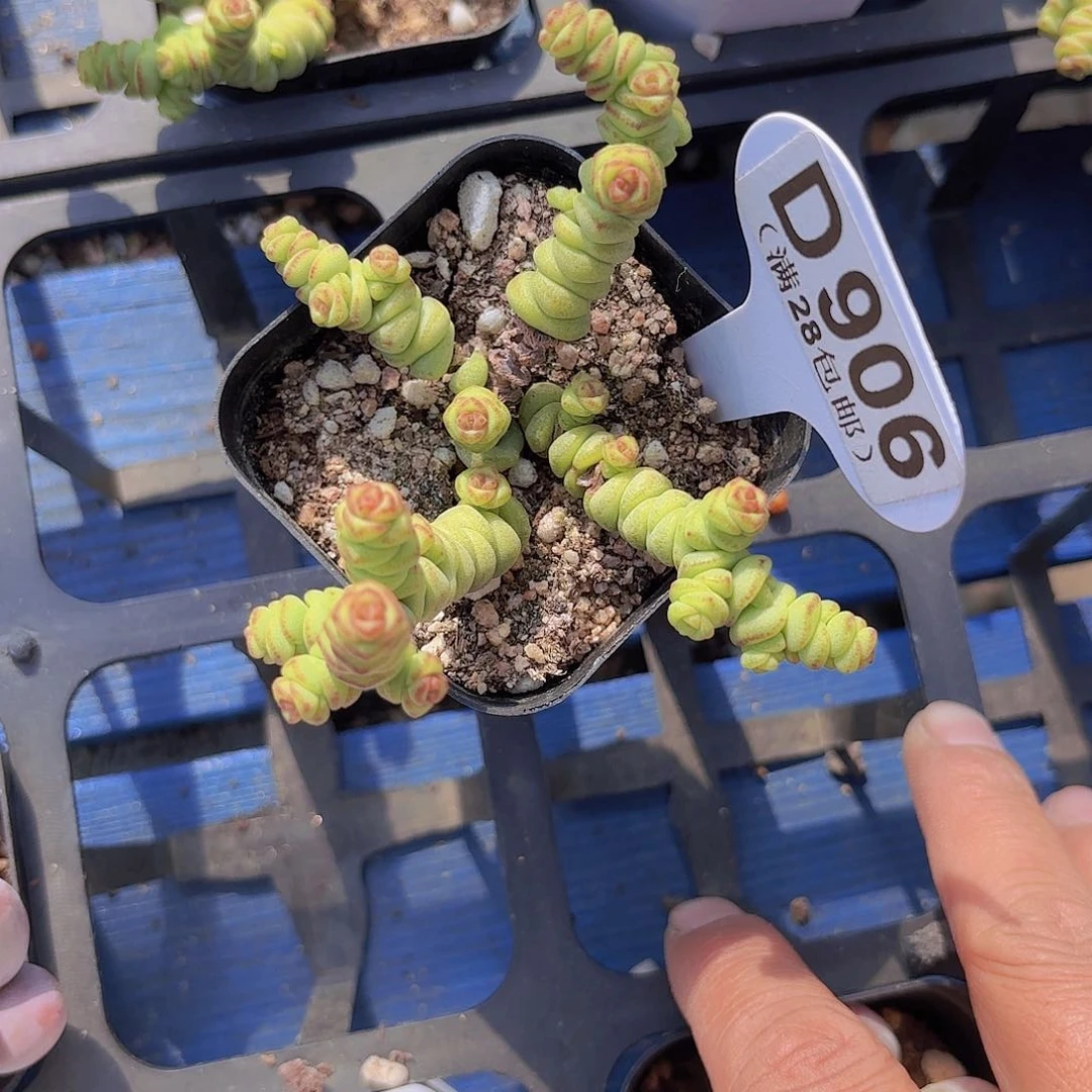 D960mini钱串一物一拍