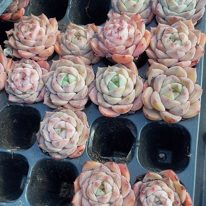 小纯爱1元带土发