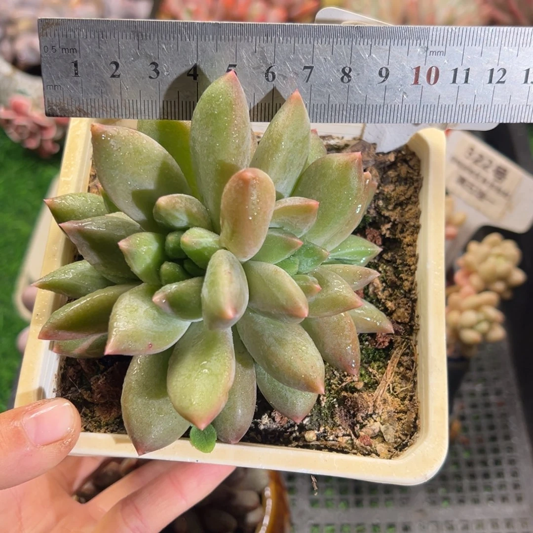 表妹精品多肉植物192.