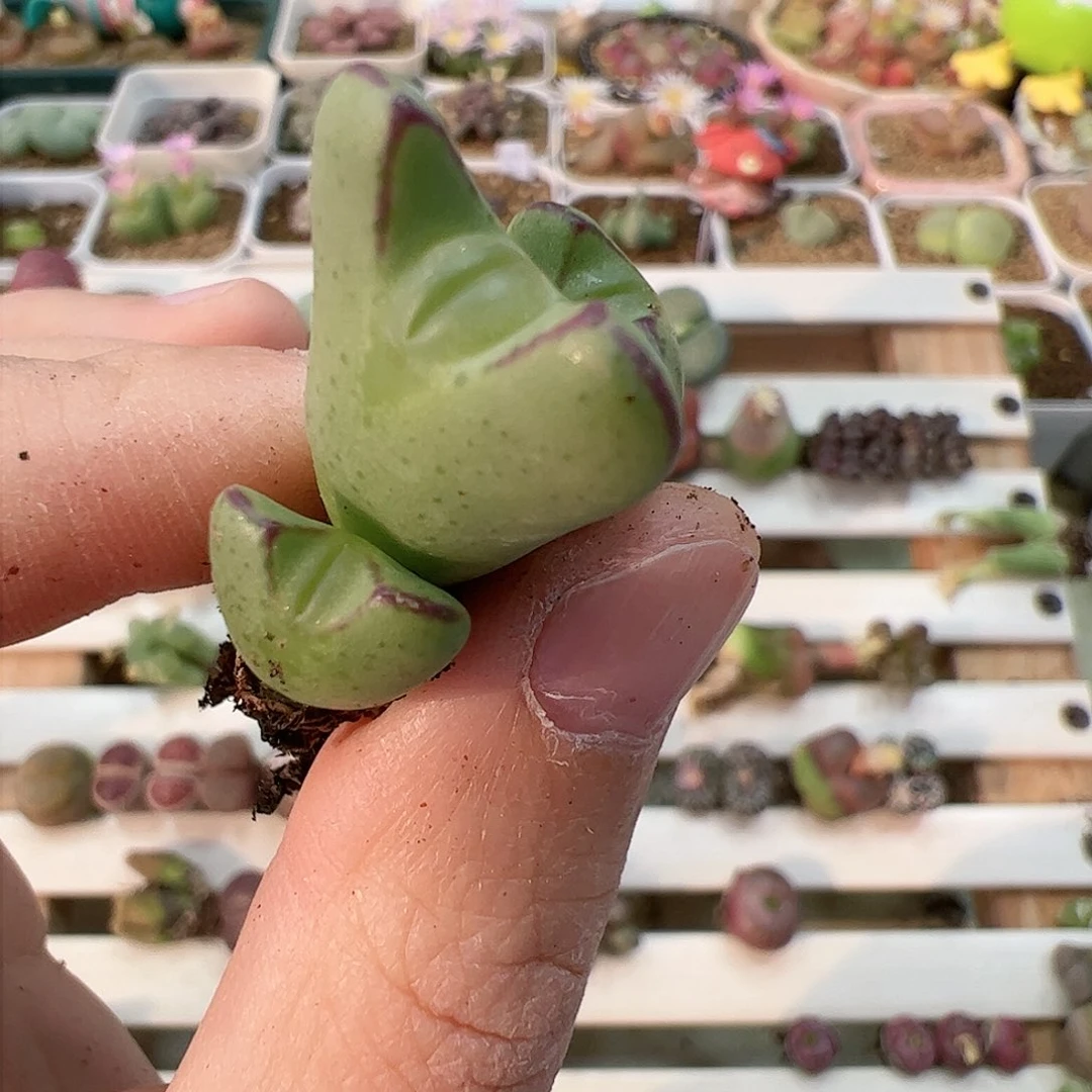 【闪购商品】372 嘟嘴
