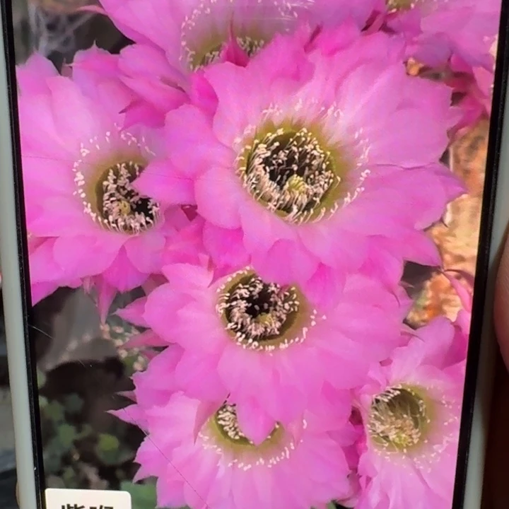 231丽花紫喉歪3公分左右无根侧牙，20包邮