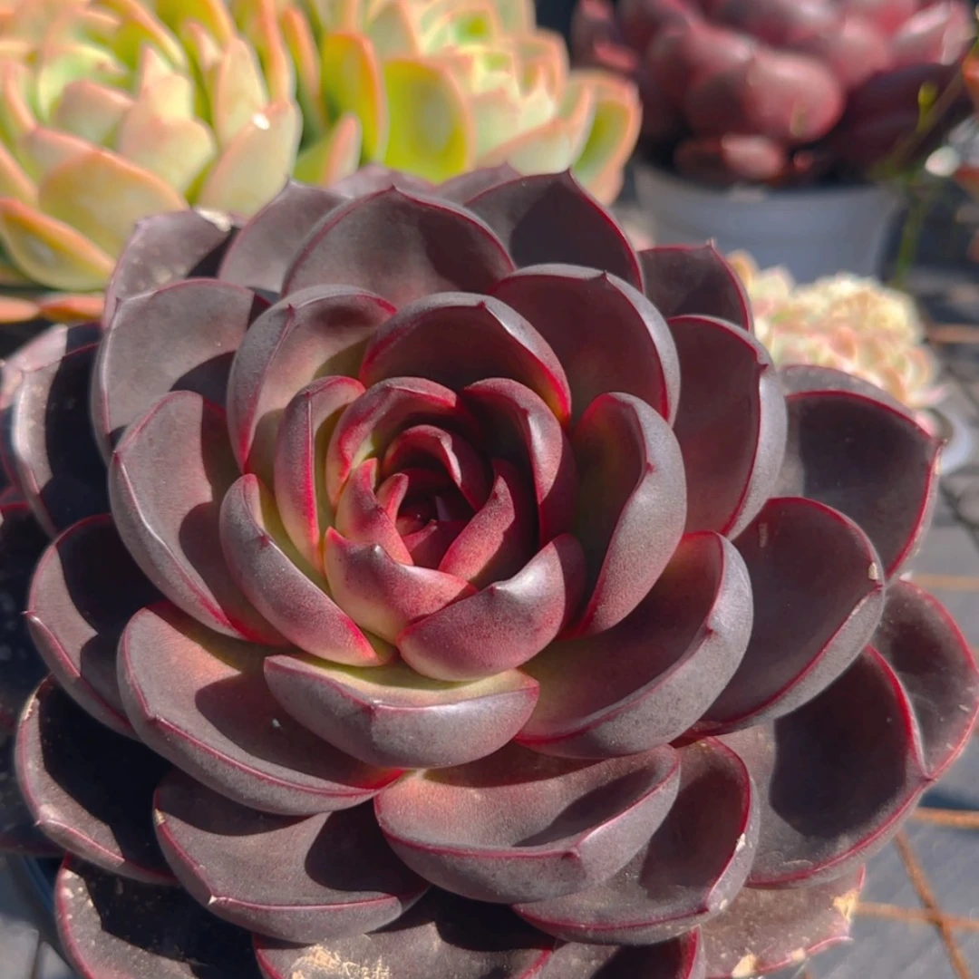 【闪购商品】巧克力玫瑰29.9