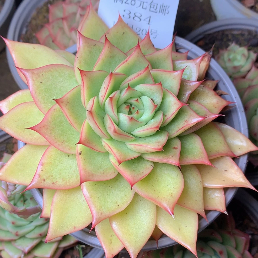 【闪购商品】云384号