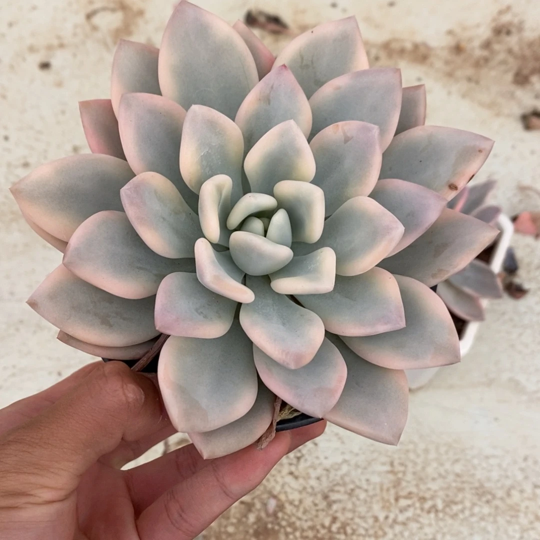 奥普锦多肉植物7557