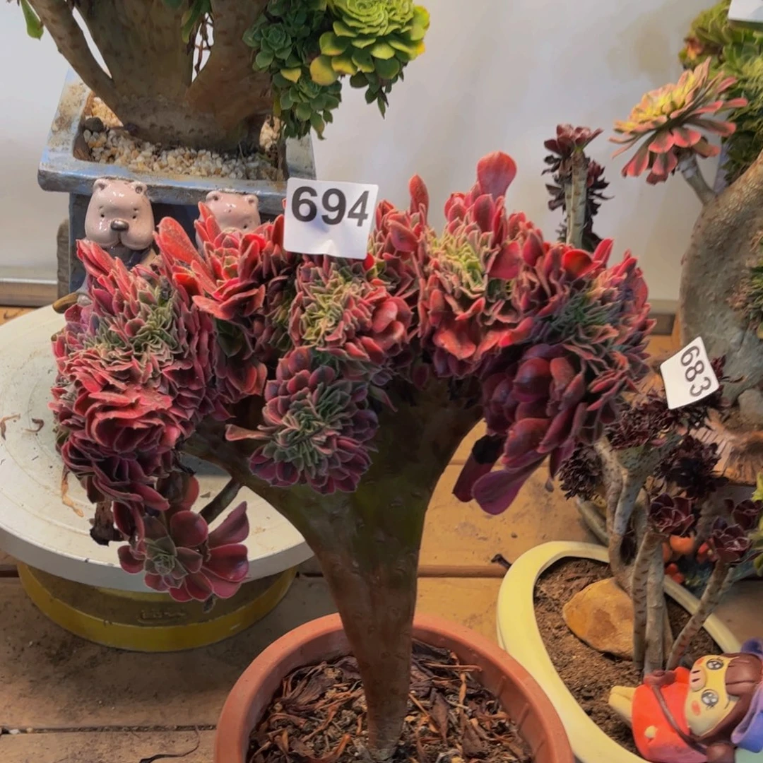 多肉植物美杜莎缀694