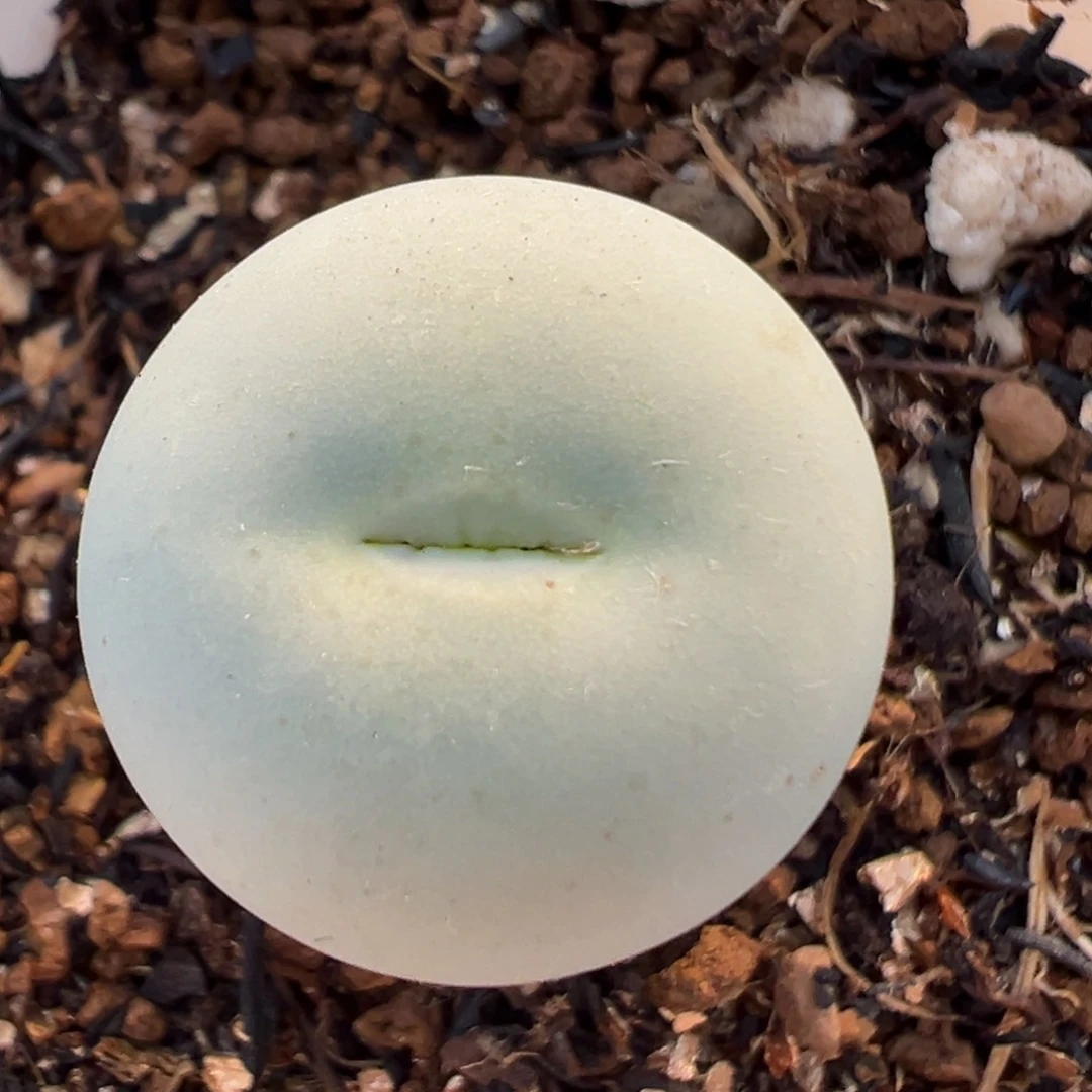 172多肉植物百科植物