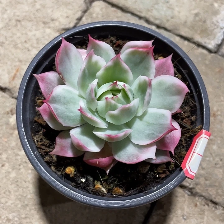 宝莲灯白锦一物一拍