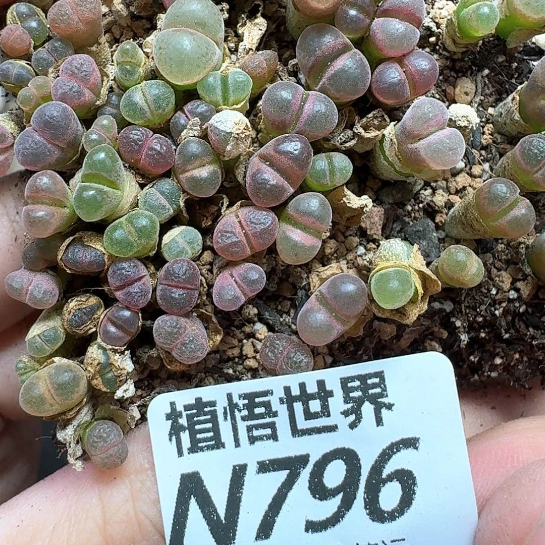 多肉植物的润泽发发