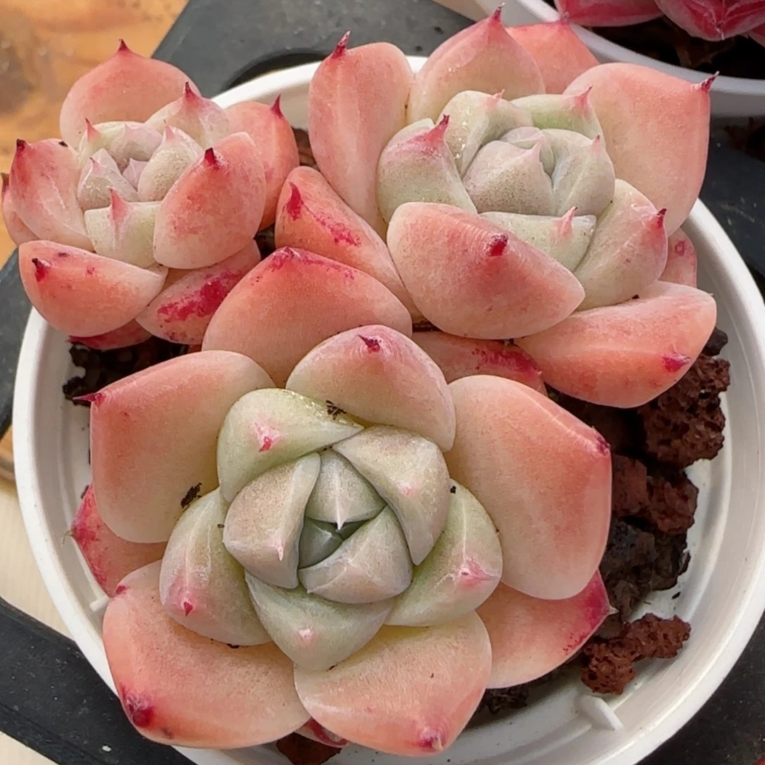 花语逸境0211-150