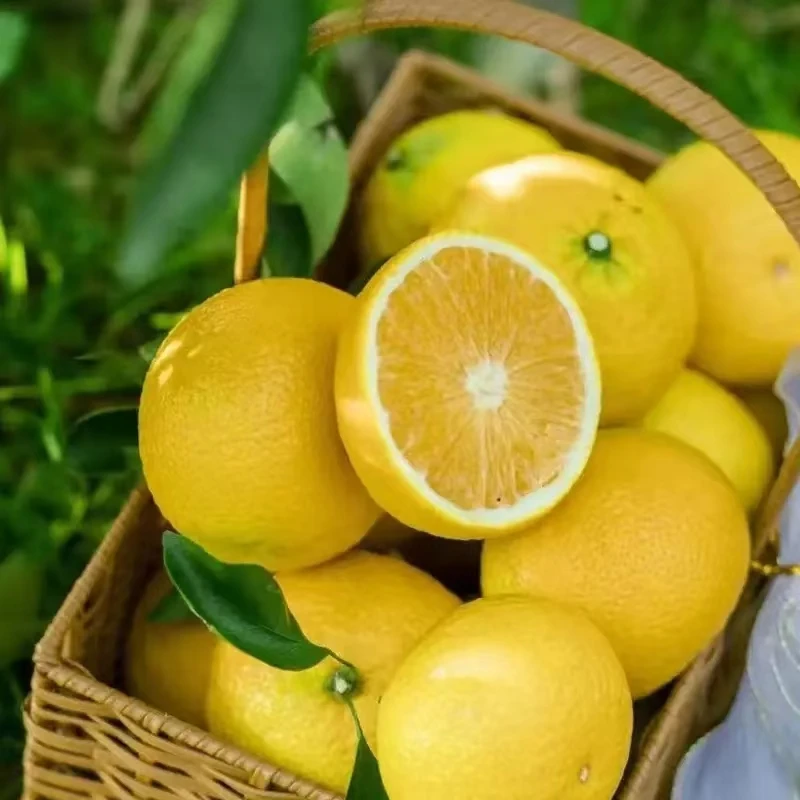 湖南黄金贡柚生鲜水果直发包邮