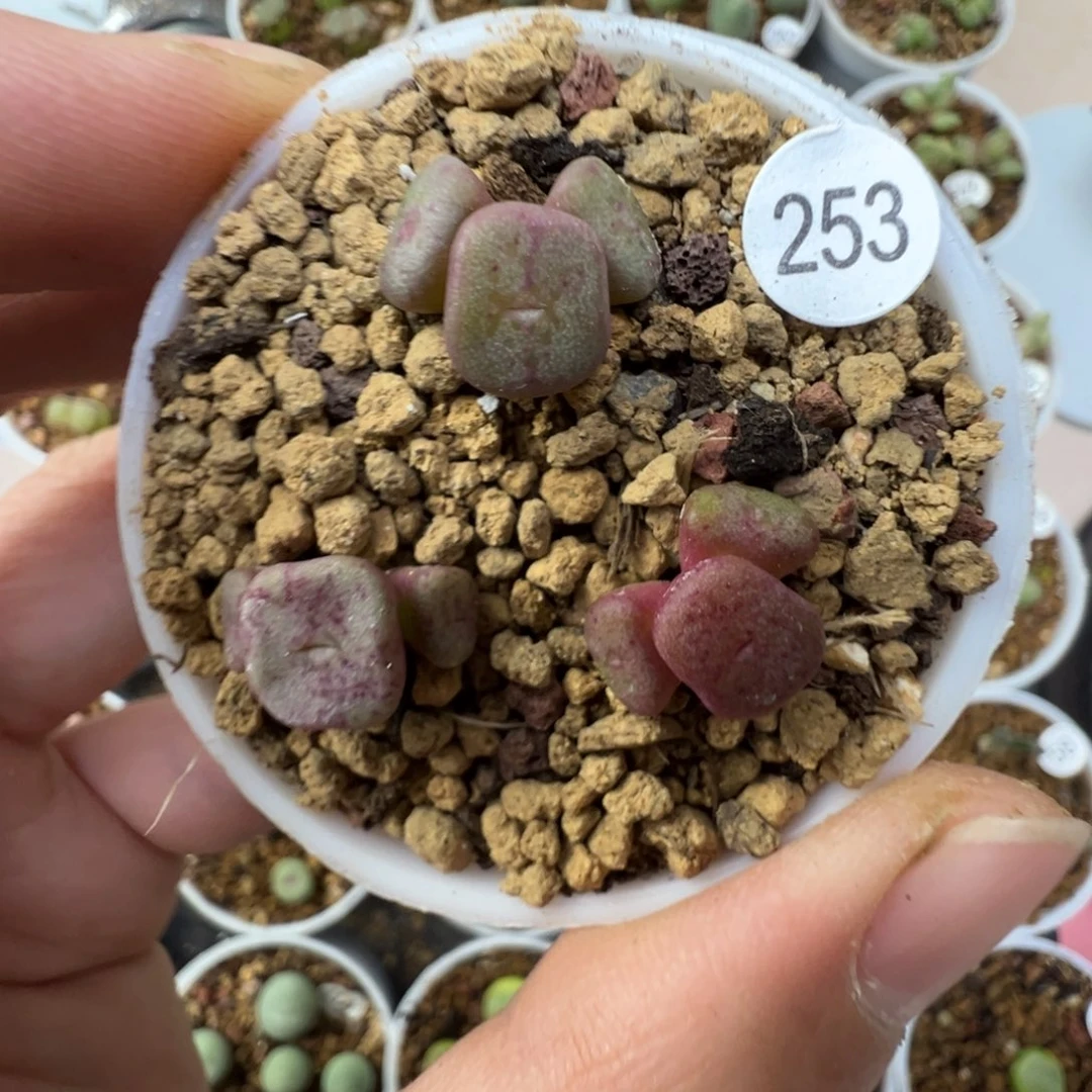 紫方碗一颗脱土2530000