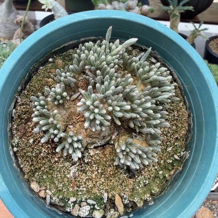 白花韧锦678仙人球