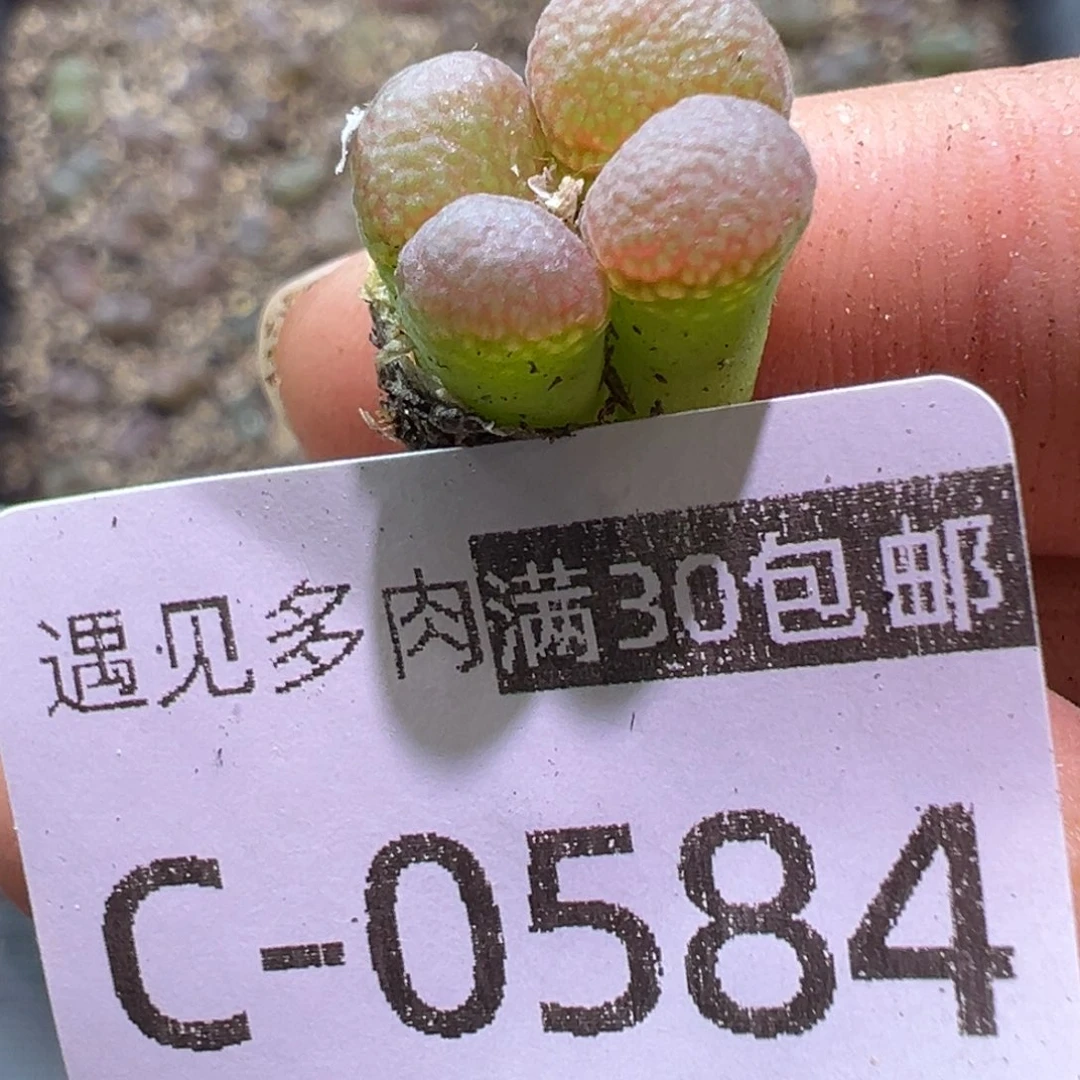 多肉植物11111111111111