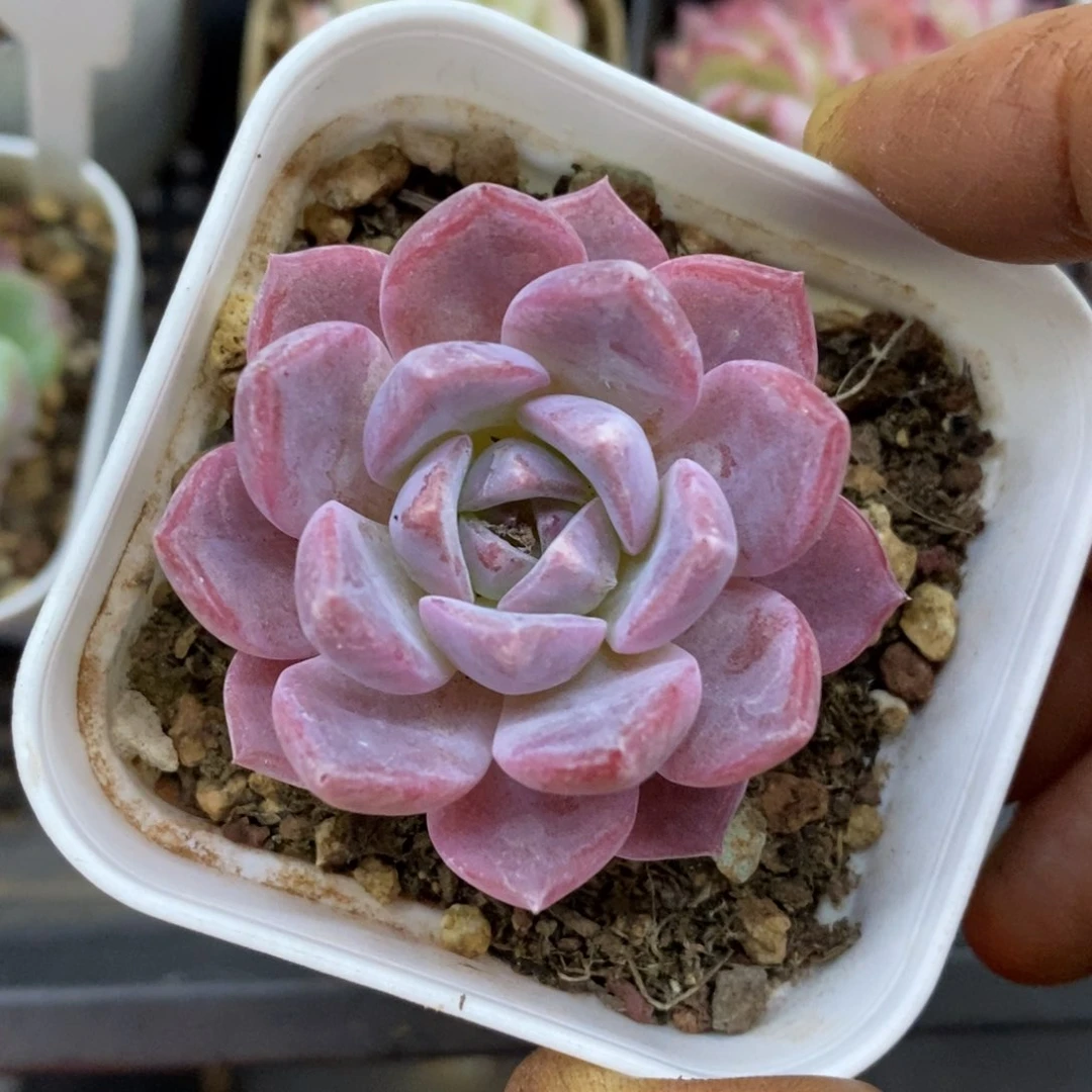 精品多肉一物一拍不包整85