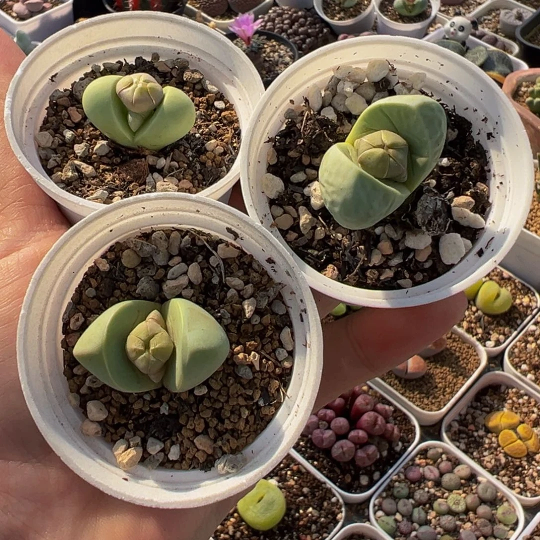 752多肉植物种类多样