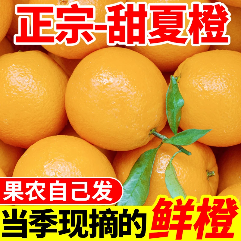 【精品果】高山夏橙现摘新鲜橙子当季手剥甜橙薄皮脐橙一整箱包邮