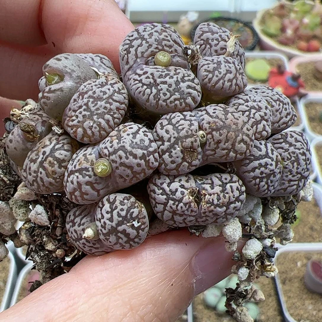 【闪购商品】87 双11福利