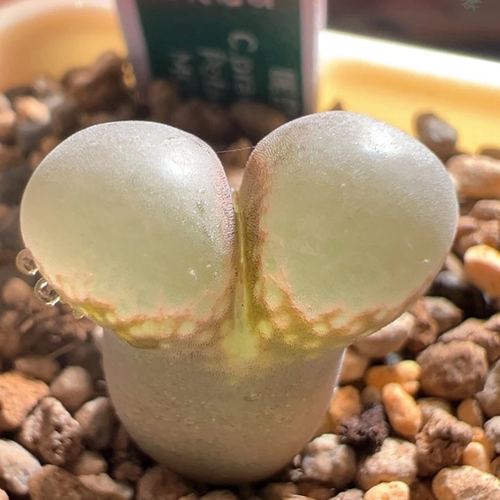 w61。优选1802.1 黑眼豆豆 88折后价