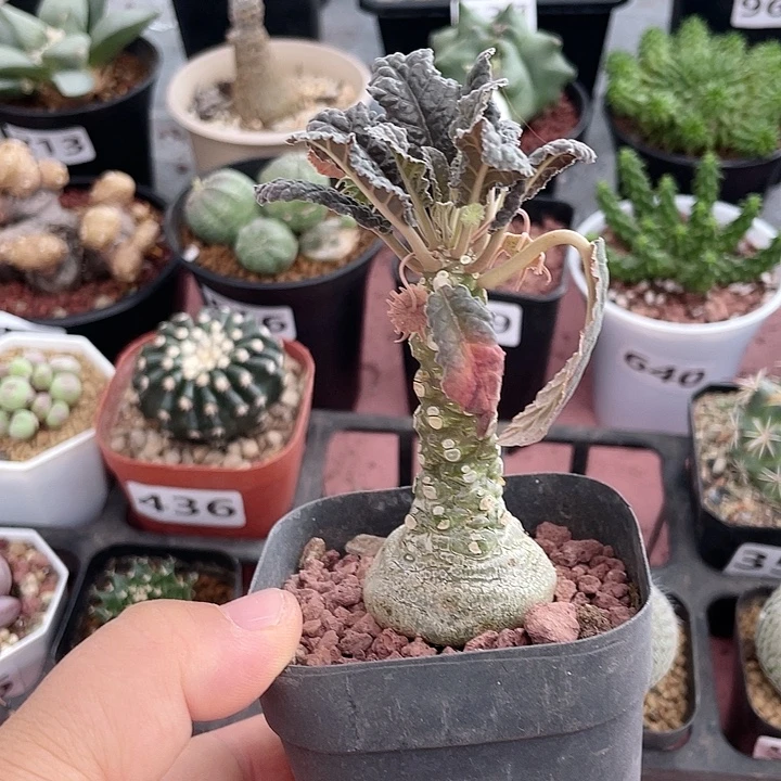 873锦叶琉桑块根，