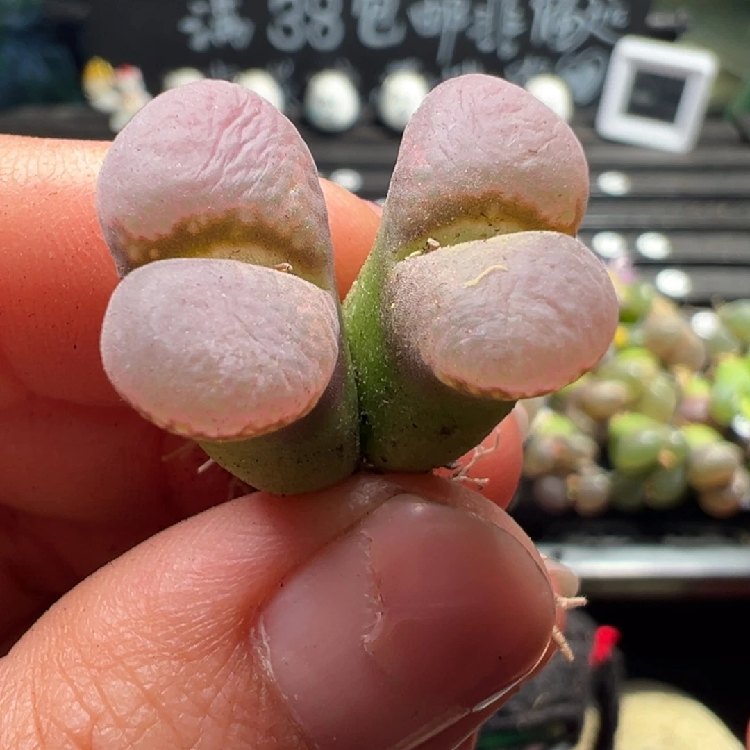 43号1.66单头 粉嫩