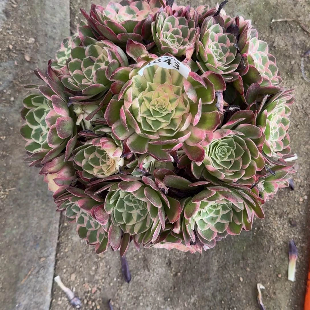 吃**众843玉芙蓉寄养到秋