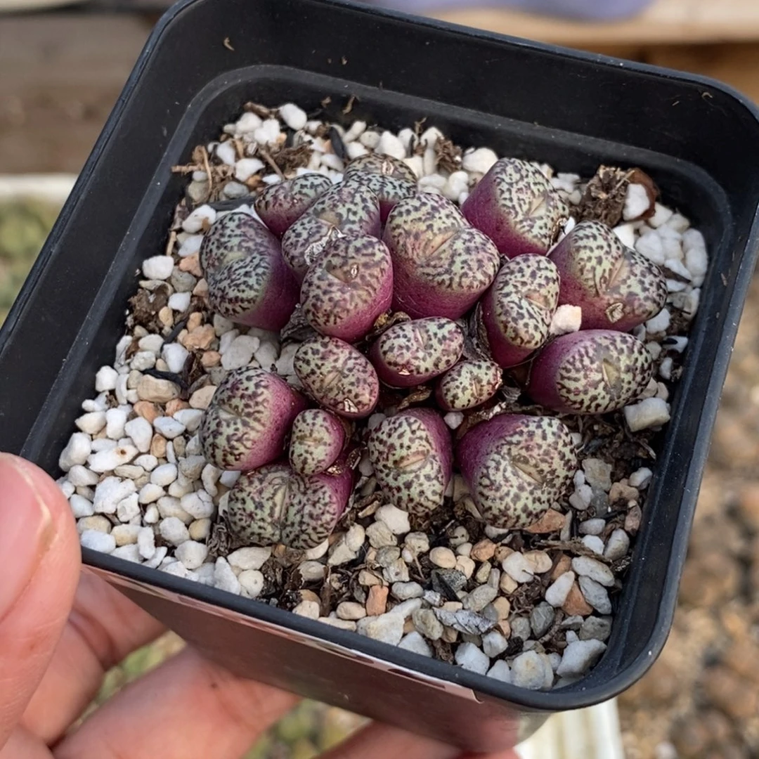 5682 群生安贞带盆土