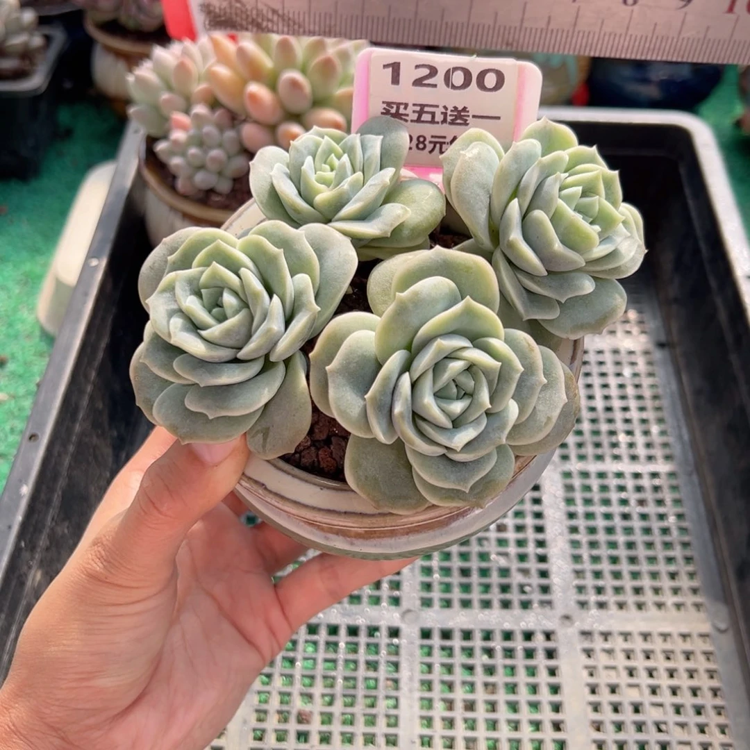 表妹精品多肉植物1200.