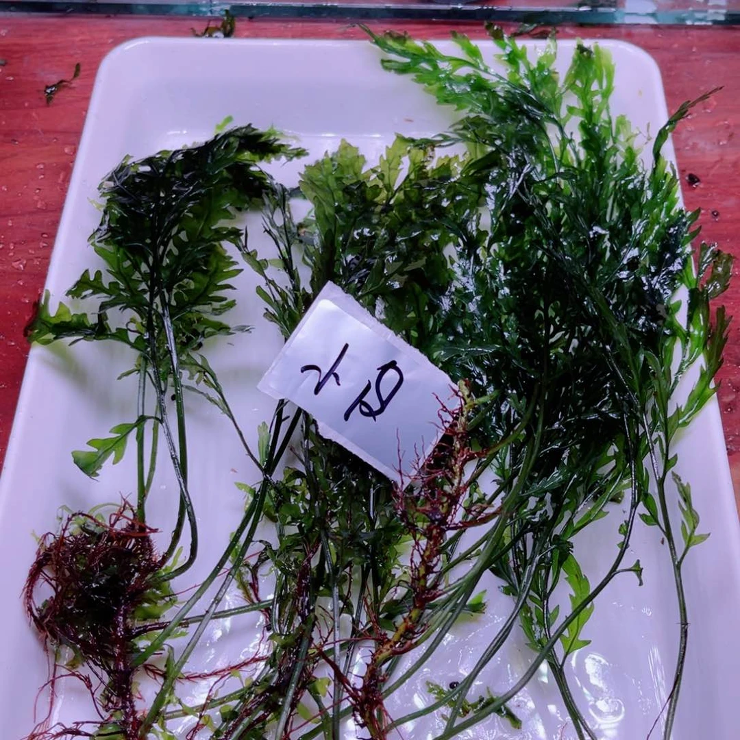 美小呆精品水草系列