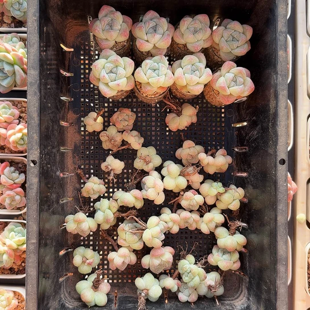 用****4用户专拍白底冰玉一筐