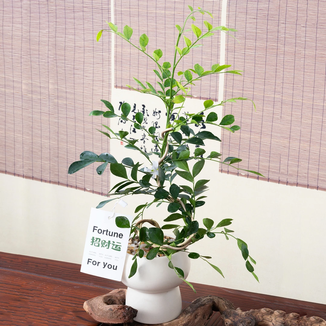 文人九里香，九里飘香。好养小盆栽办公室金枝玉叶窗台