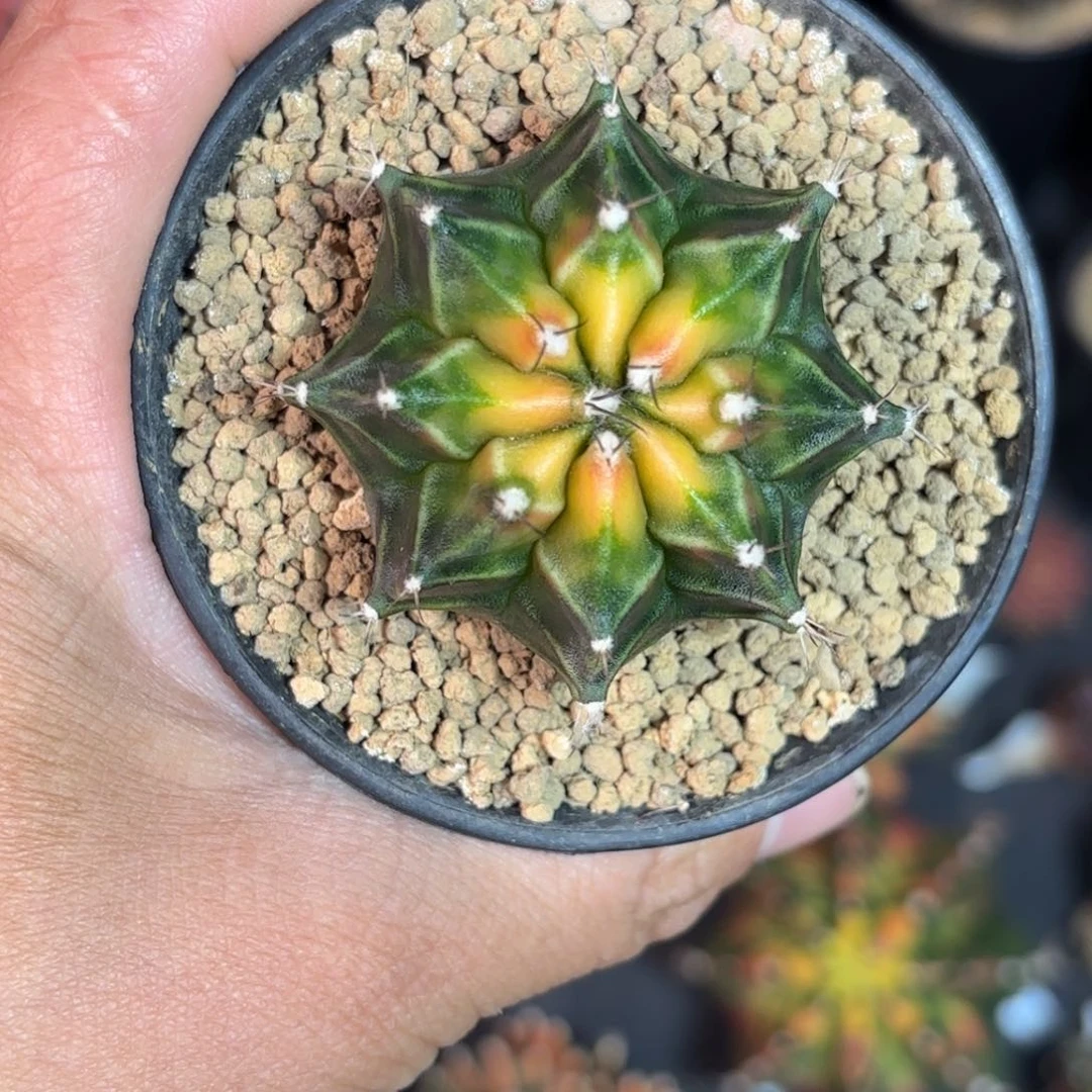 泰系实生穹顶仙人球133