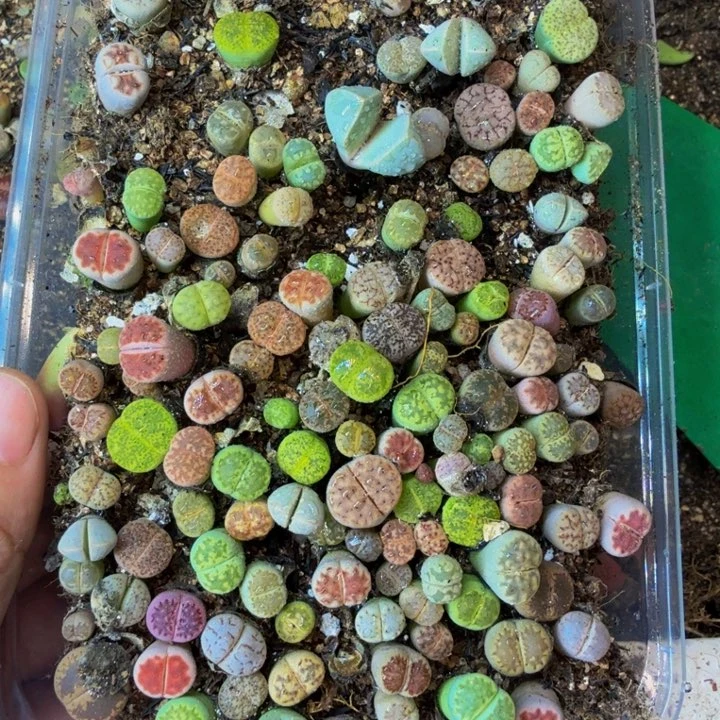 点多肉葡萄的季节45