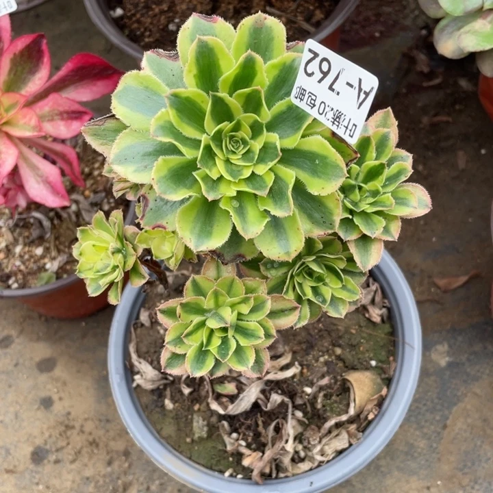 762白兰地杆子多肉12344578