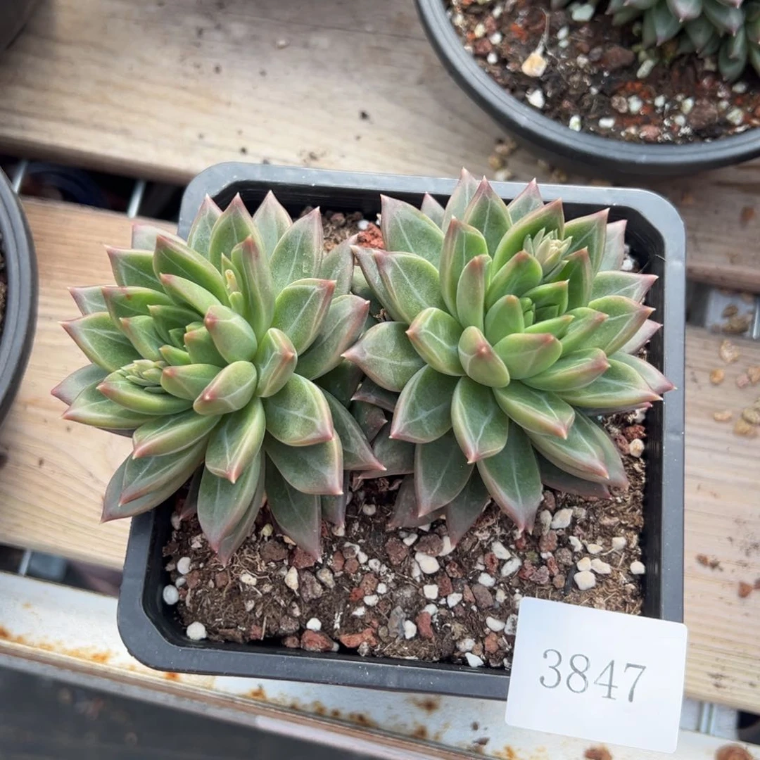 七*丶3847肉肉肉肉肉肉