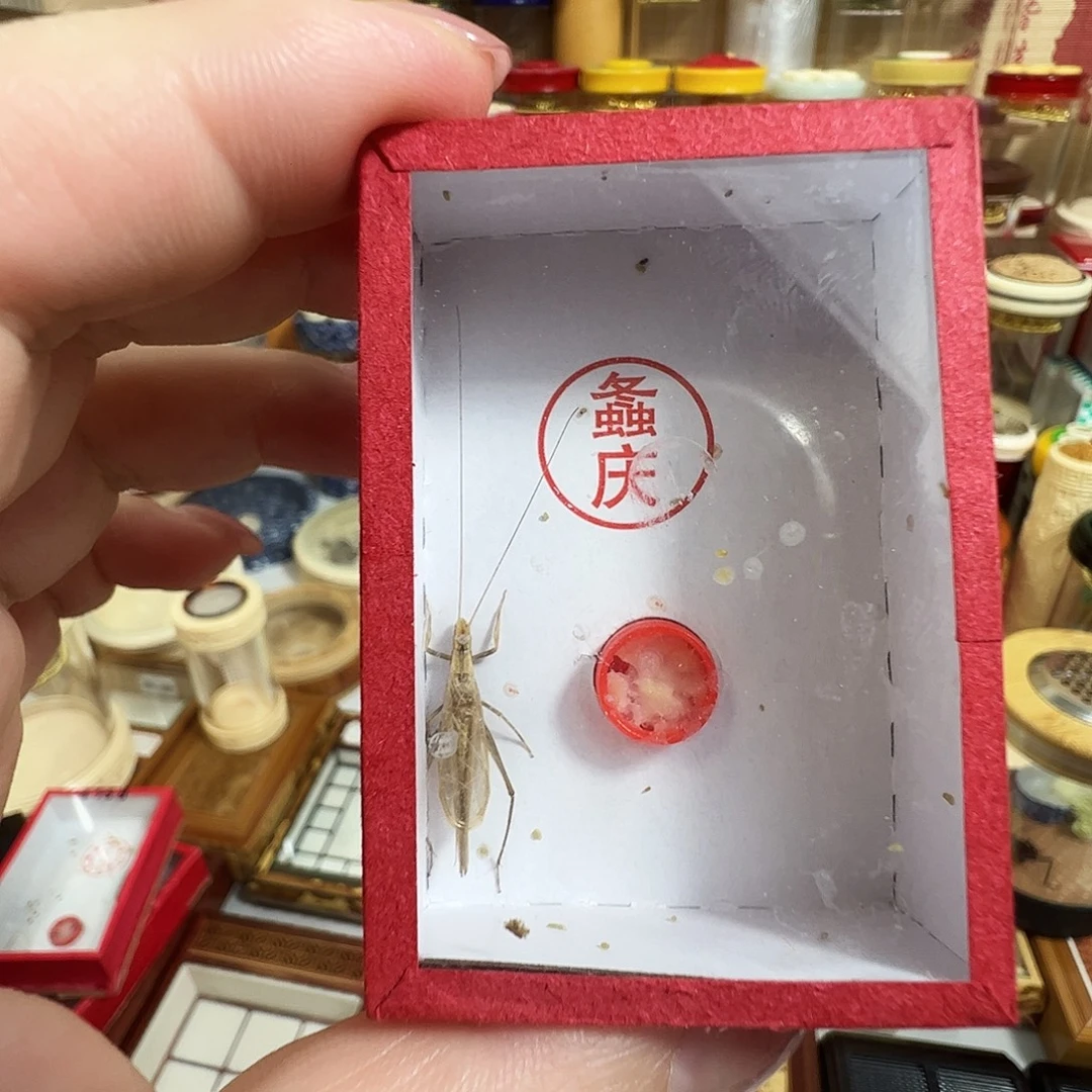 柬埔寨竹蛉两个两只