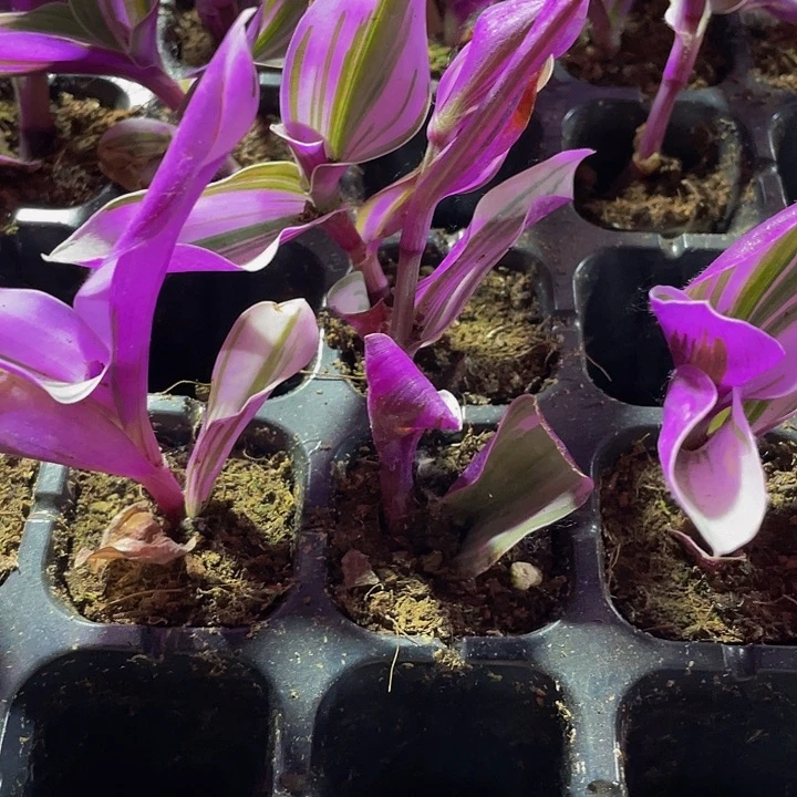 15颗一组油画15颗