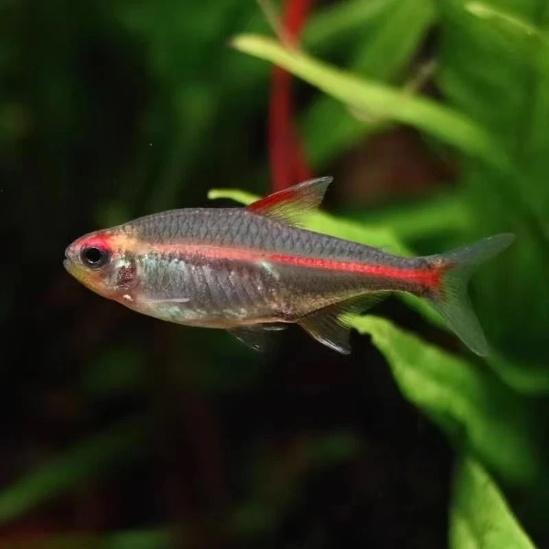 红灯管鱼玻璃霓虹灯玻璃灯红光管灯科鱼观赏鱼淡水草缸群游热带鱼