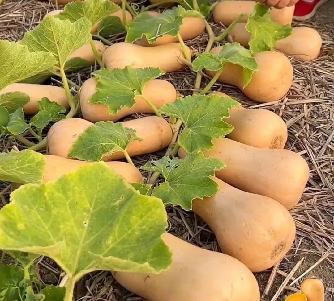 籽种奶油南瓜种子袖珍南瓜种籽香甜小型高产四季早熟