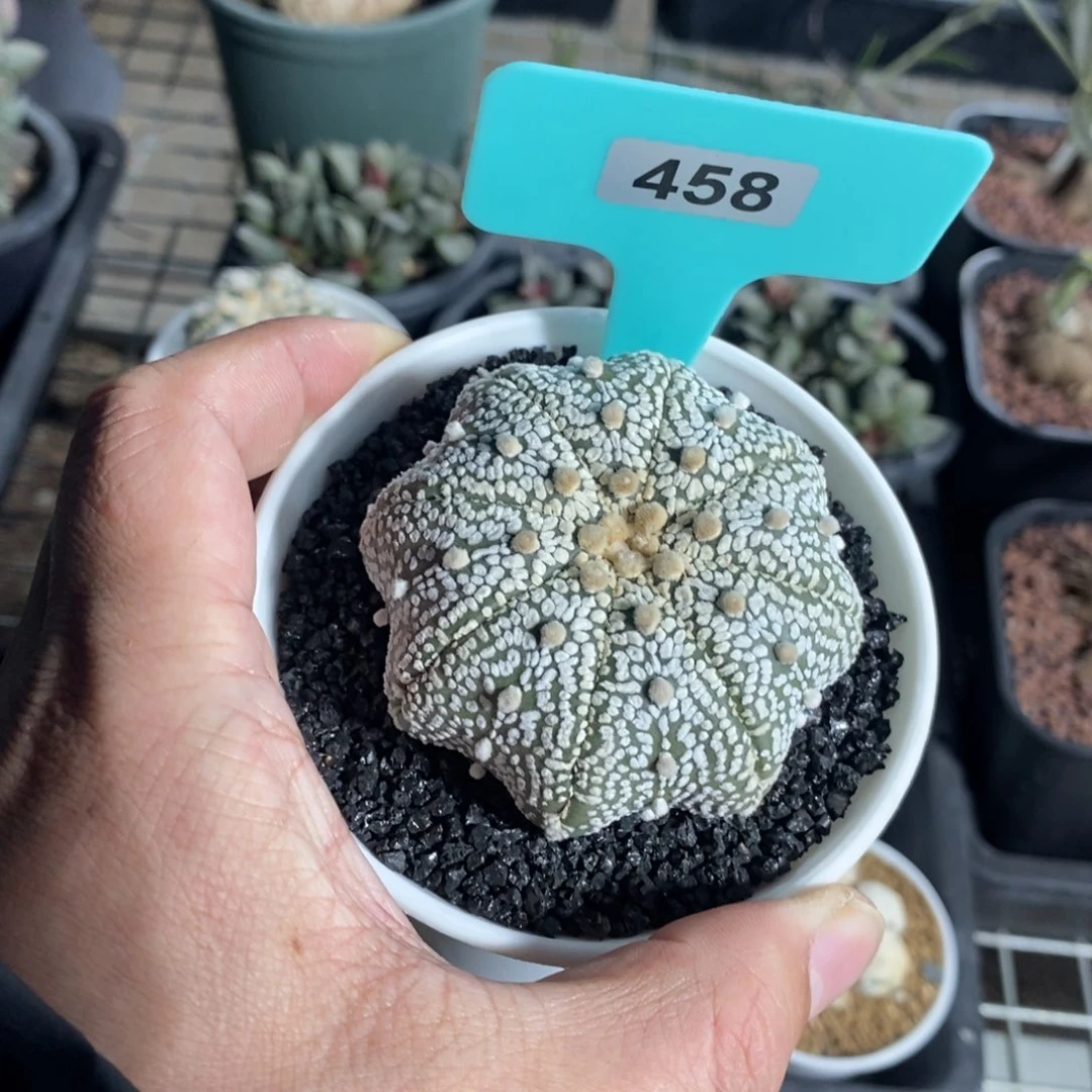 海星兜多肉植物一个