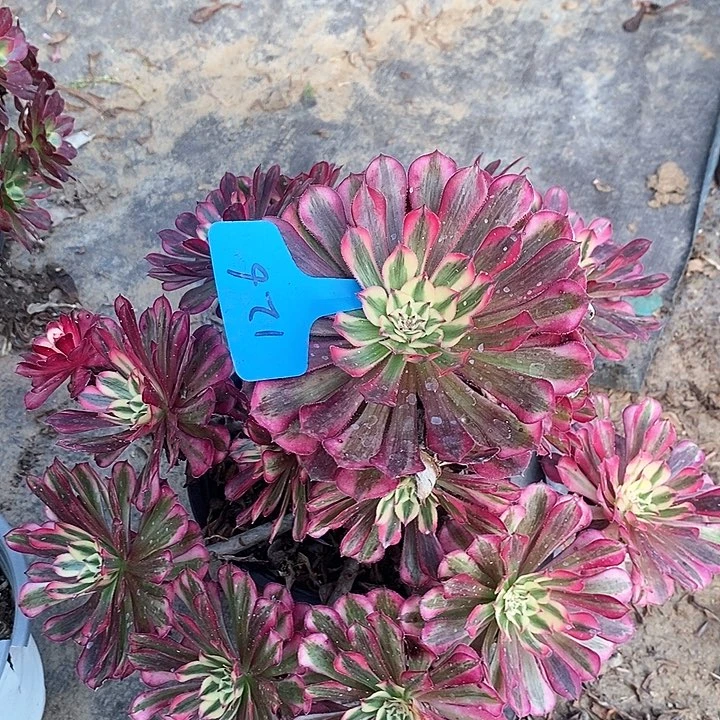 126 一颗红铜葫法师多肉