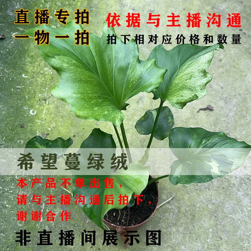 希望春雨蔓绿绒锦盆栽轻微叶损不包售后