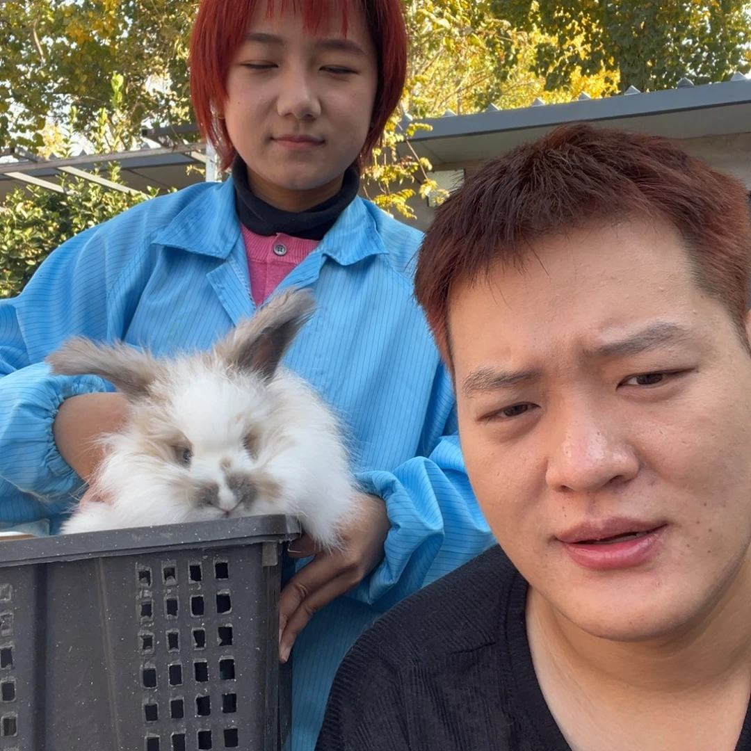 双血统英系安拉兔子