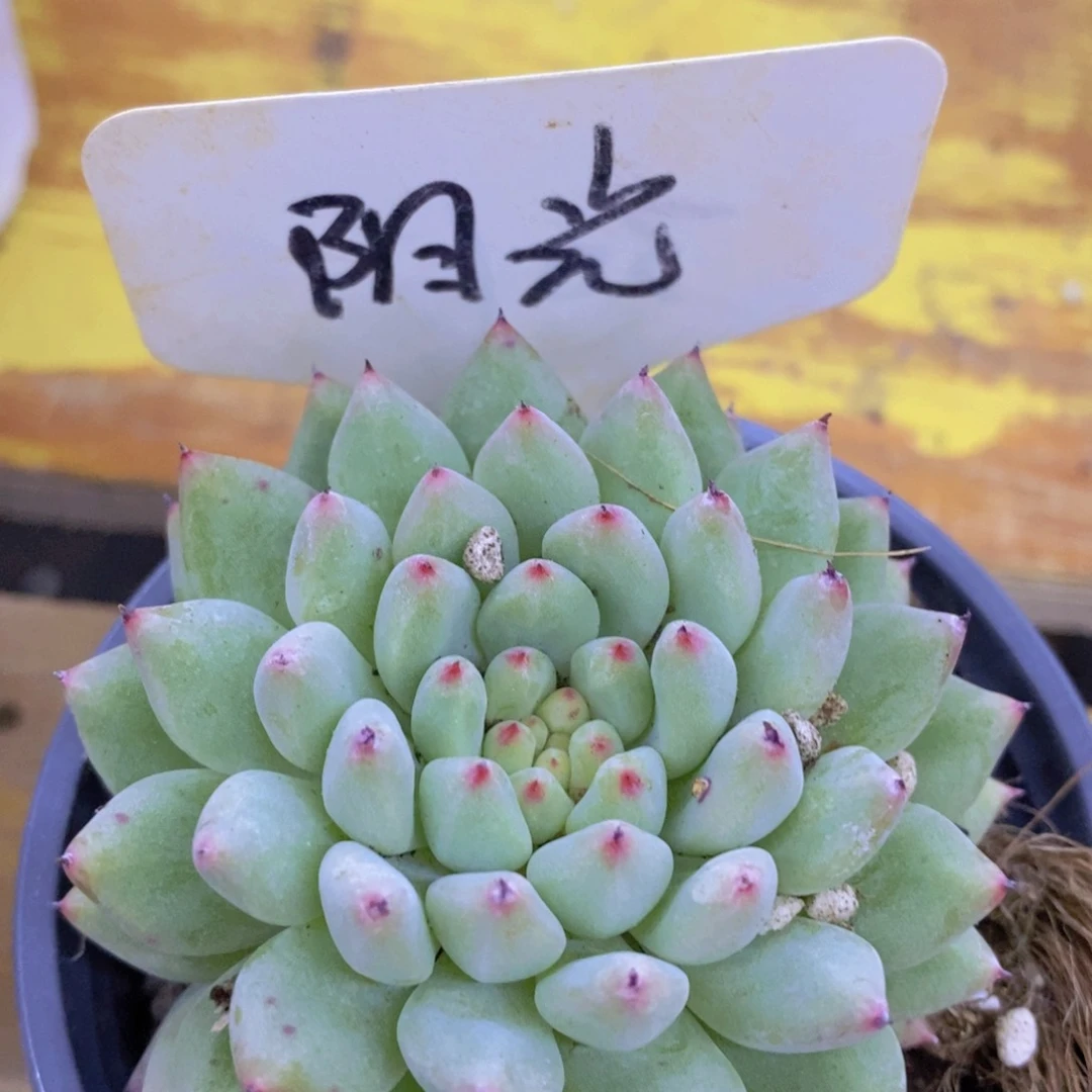 开心多肉，一物一拍，一单包邮