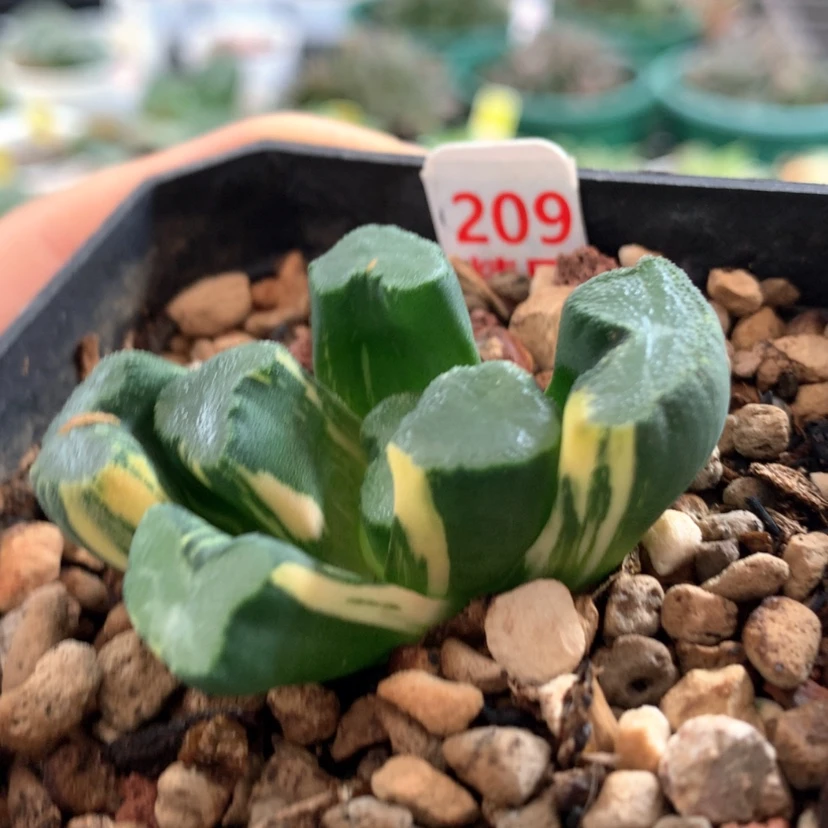 【闪购商品】209大明湖