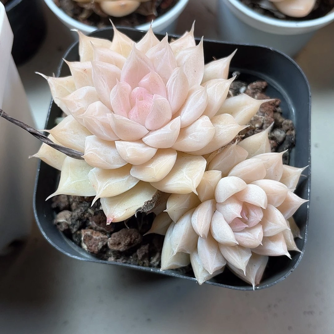 优选女王福利883