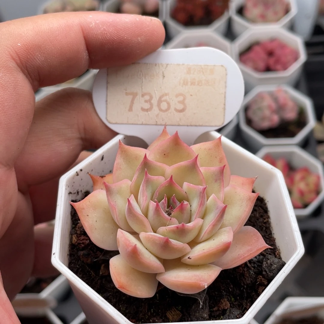 粉色提示7363-5.5厘米