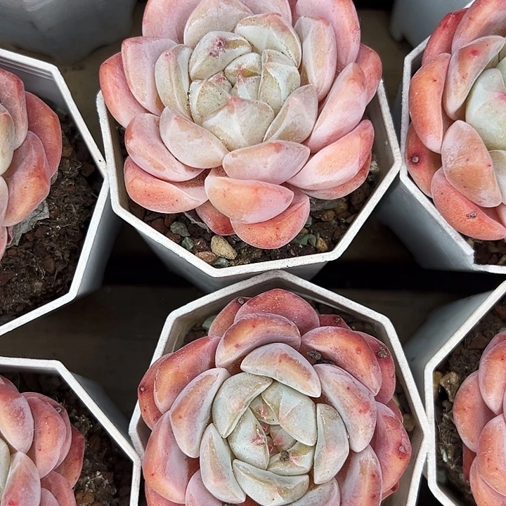 团083号。    大单头海棠红