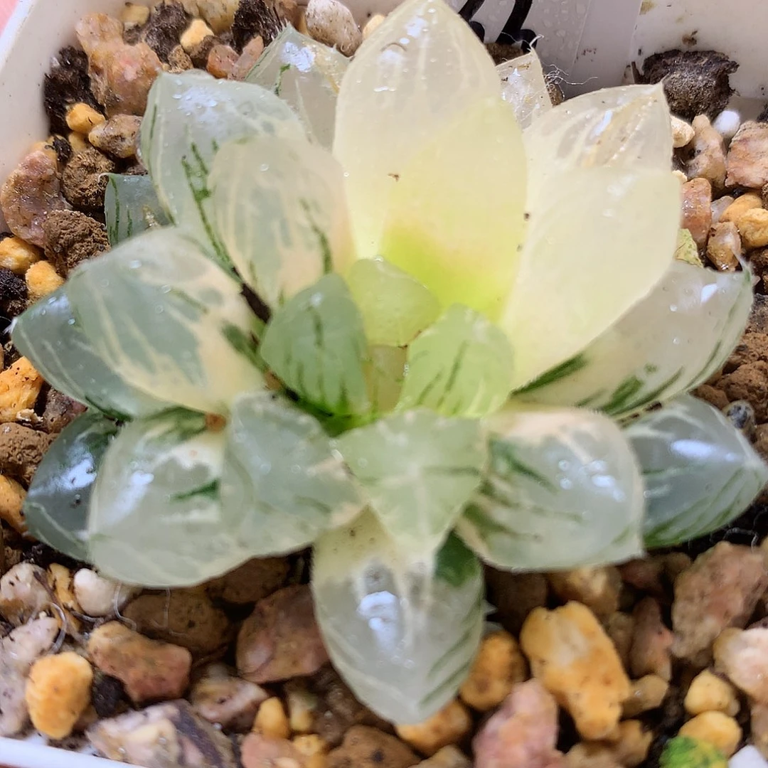 龙爪玉露锦带盆土发货